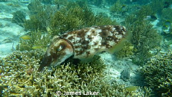 Cuttlefish Hunting on the Reef by James Laker 